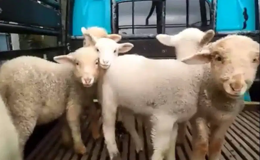 4 ekor cempe anakan domba merino super 4 bln 1 jantan 3 betina rawatan