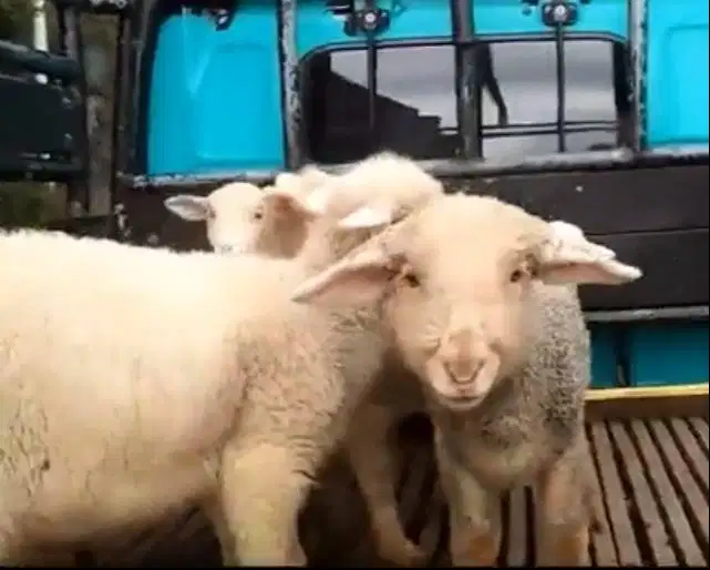 4 ekor cempe anakan domba merino super 4 bln 1 jantan 3 betina rawatan