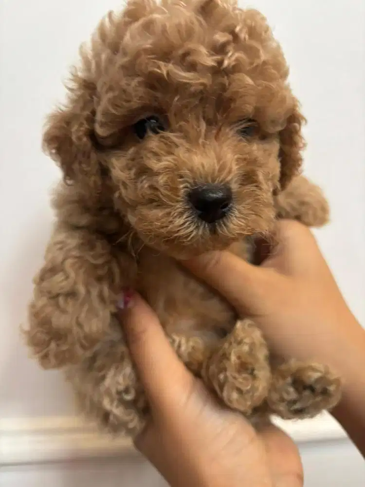 Malti poodle betina super keriting, muka teddy bear