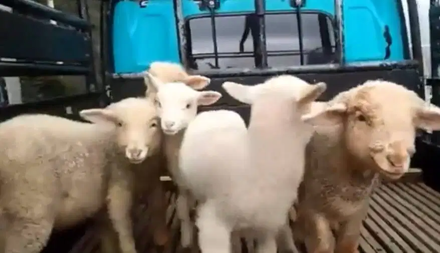 4 ekor cempe anakan domba merino 4 bln 1 jantan 3 betina superan puas