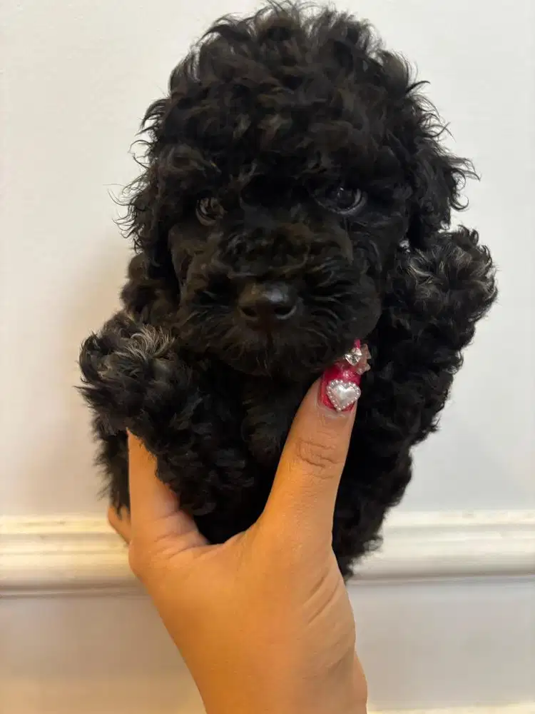 Malti poodle jantan umur 1.5 bulan super keriting