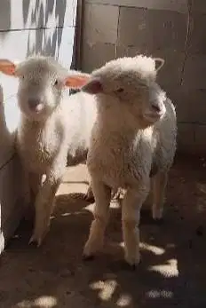 4 ekor cempe domba merino anakan 4 bln 1 jantan 3 betina superan puas