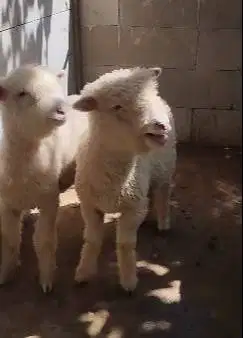 4 ekor cempe domba merino anakan 4 bln 1 jantan 3 betina superan puas