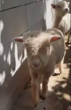 4 ekor anakan cempe domba merino super 4 bln 1 jantan 3 betina rawatan