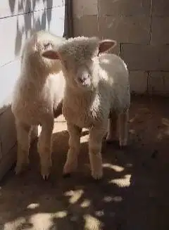 4 ekor anakan cempe domba merino super 4 bln 1 jantan 3 betina rawatan