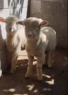 4 ekor anakan cempe domba merino 4 bln 1 jantan 3 betina super rawatan