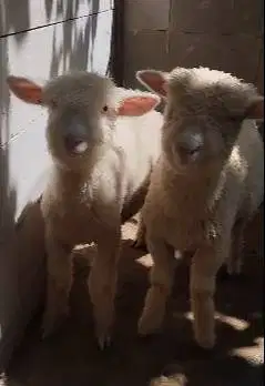 4 ekor cempe anakan domba merino super 4 bln 1 jantan 3 betina rawatan