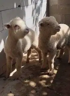 4 ekor cempe anakan domba merino super 4 bln 1 jantan 3 betina rawatan