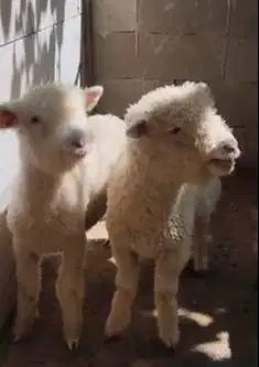 4 ekor cempe anakan domba merino 1 jantan 3 betina superan exotik unik