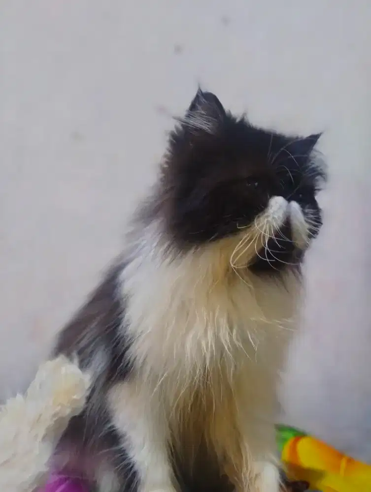 Kucing peaknose jantan