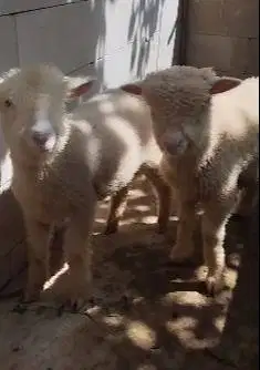 4 ekor anakan cempe domba merino super 4 bln 1 jantan 3 betina rawatan