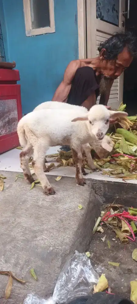 Anak kambing domba lucu imut