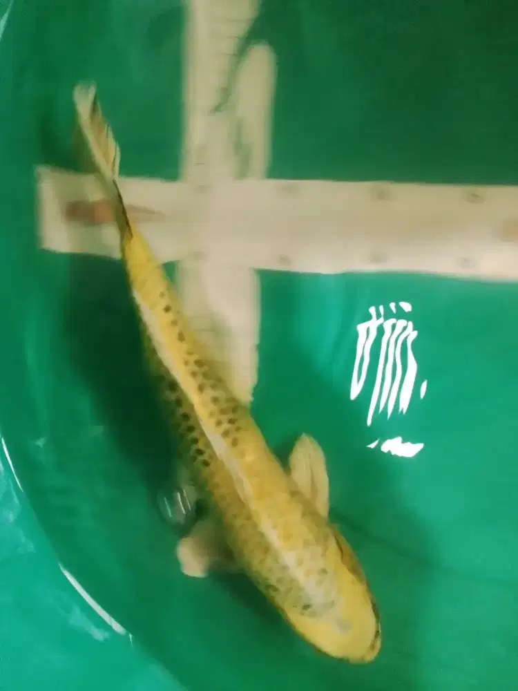 Ikan koi KIN UTSURI 40cm bagus