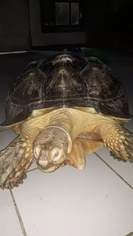 sulcata / kura kura darat