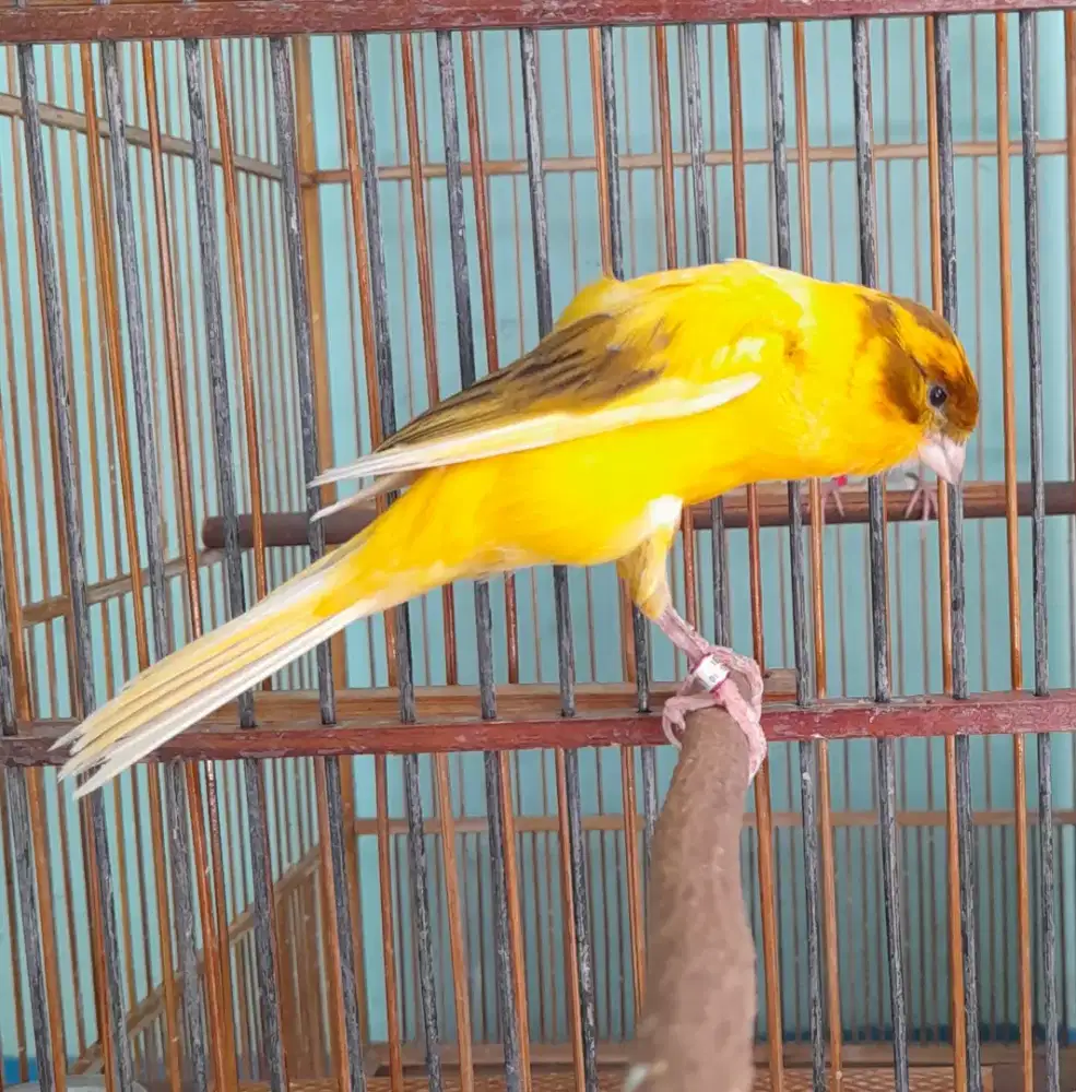 Burung kenari gacor f1 ys