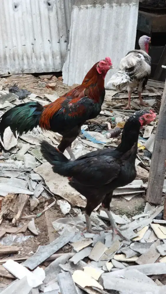 Ayam Bangkok dewasa  1 pasang