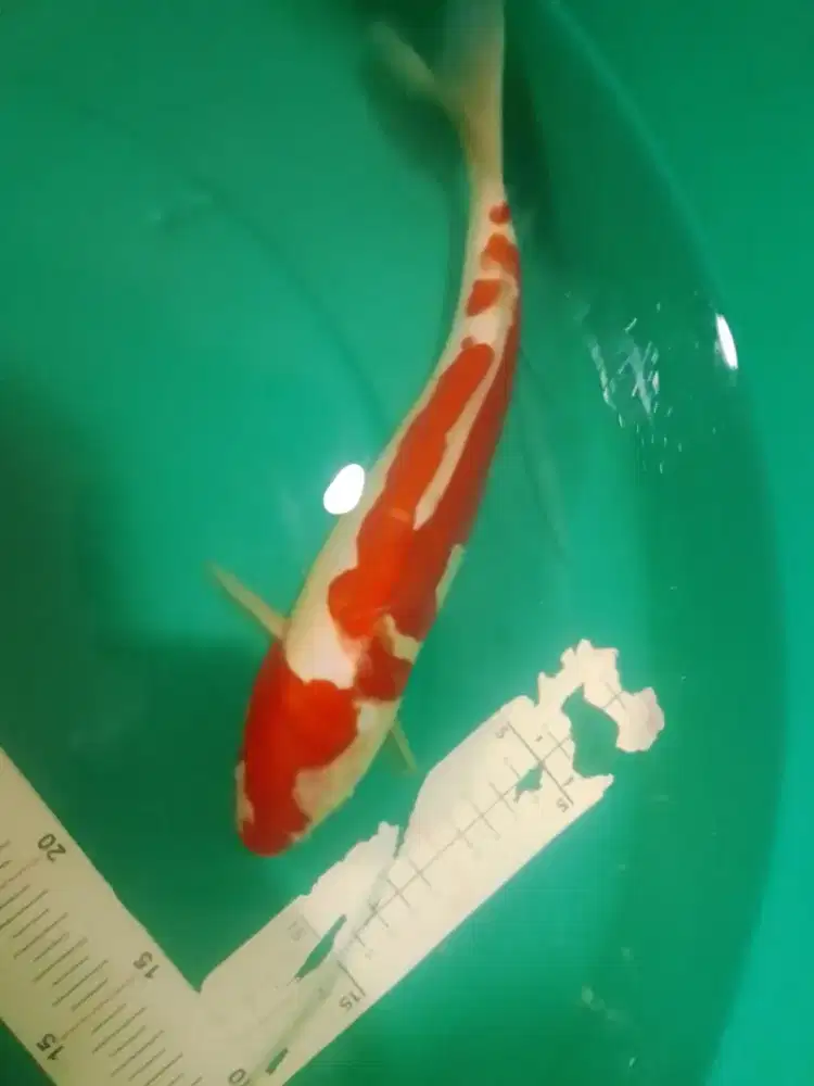 Ikan koi jenis Kohaku Doitsu 28cm pola original