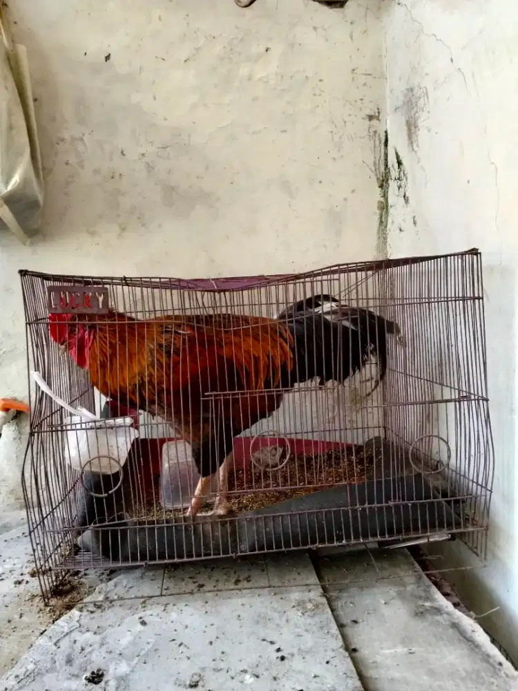 Jual ayam jago kampung