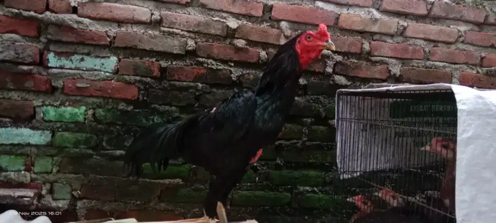 Ayam bangkok kumbang