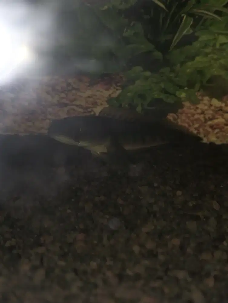 Maru ys batik 16-17 cm