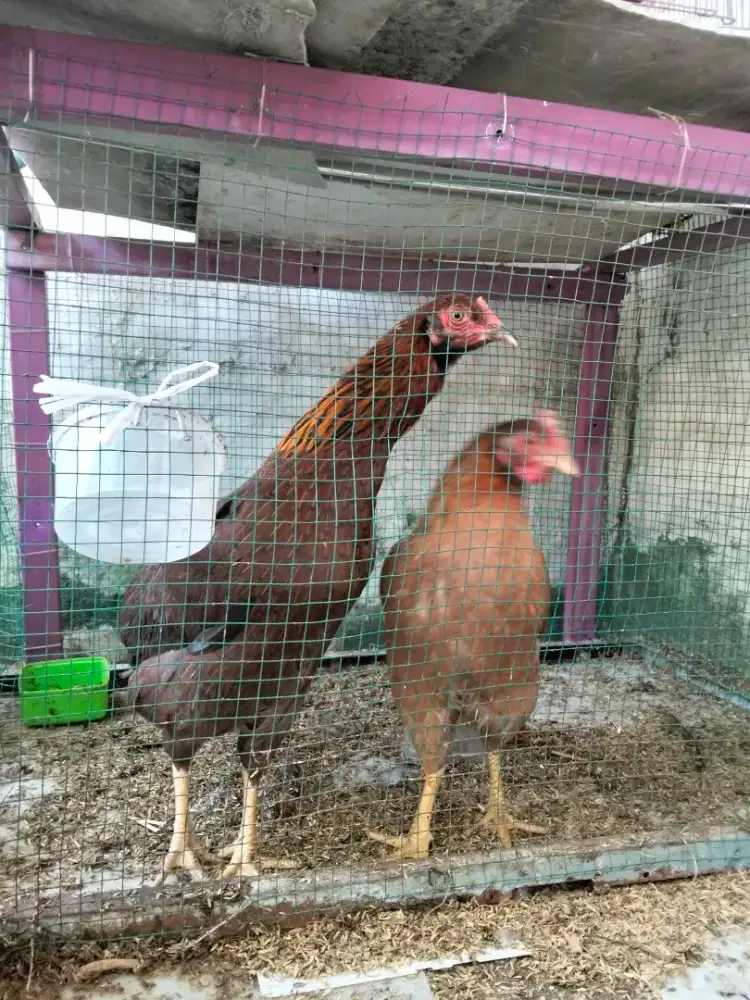 Jual ayam betina kampung
