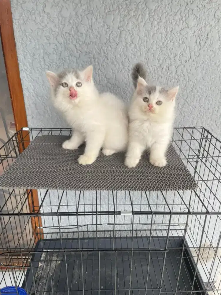 Kucing  Persia LongHair