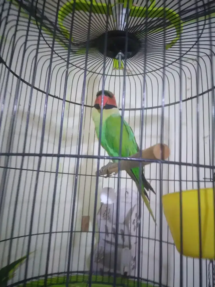 Lovebird jantan big body