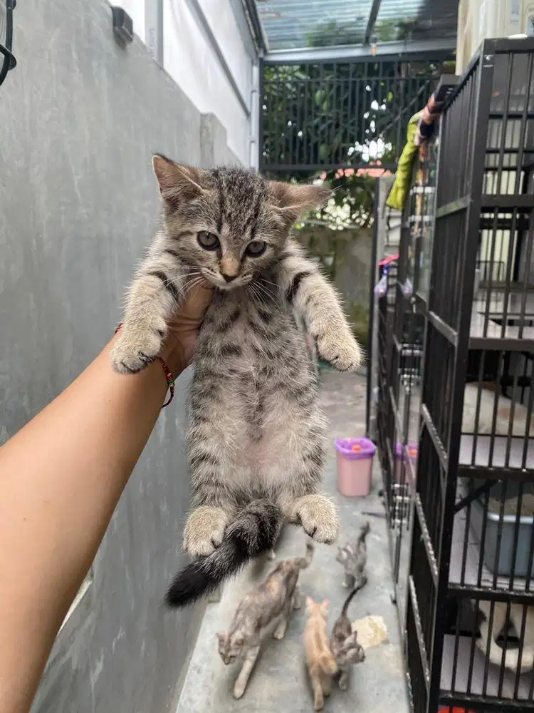 Mixdom Mujaer betina