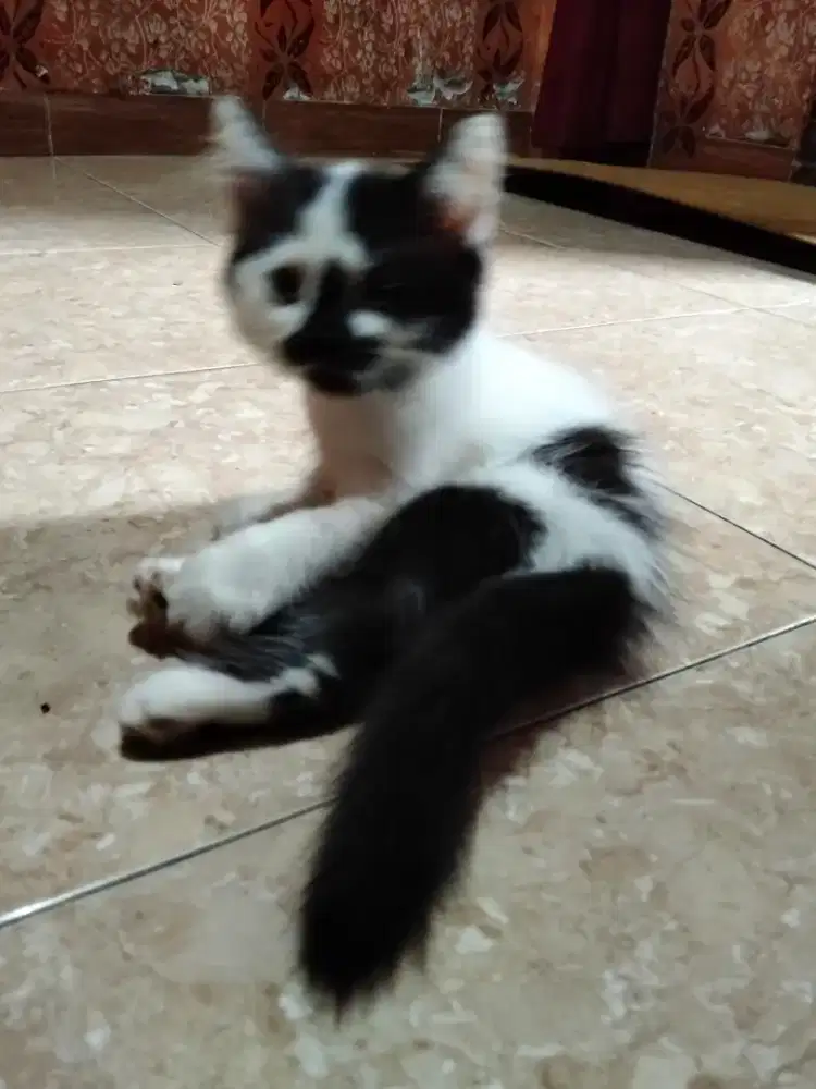 Kucing persia usia 3 bulan