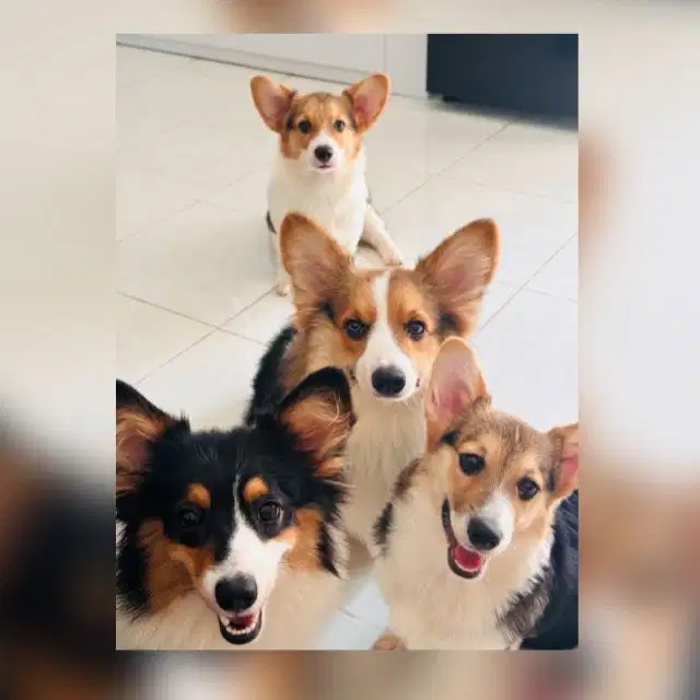 Dicari tukang bersih2 dan pet hotel