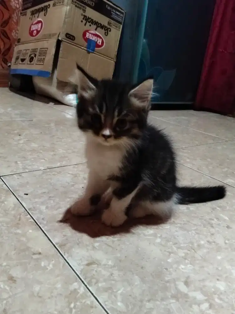 Kucing persia jantan