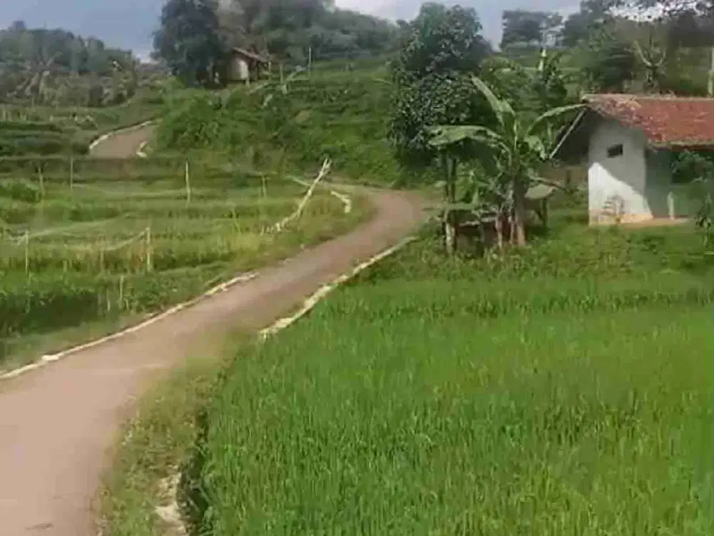 Sawah subur Citali tanjungsari delkat pintu tol
