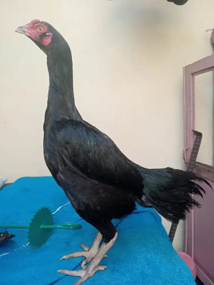 Ayam betina koytrad semi brakot Tulangan padat