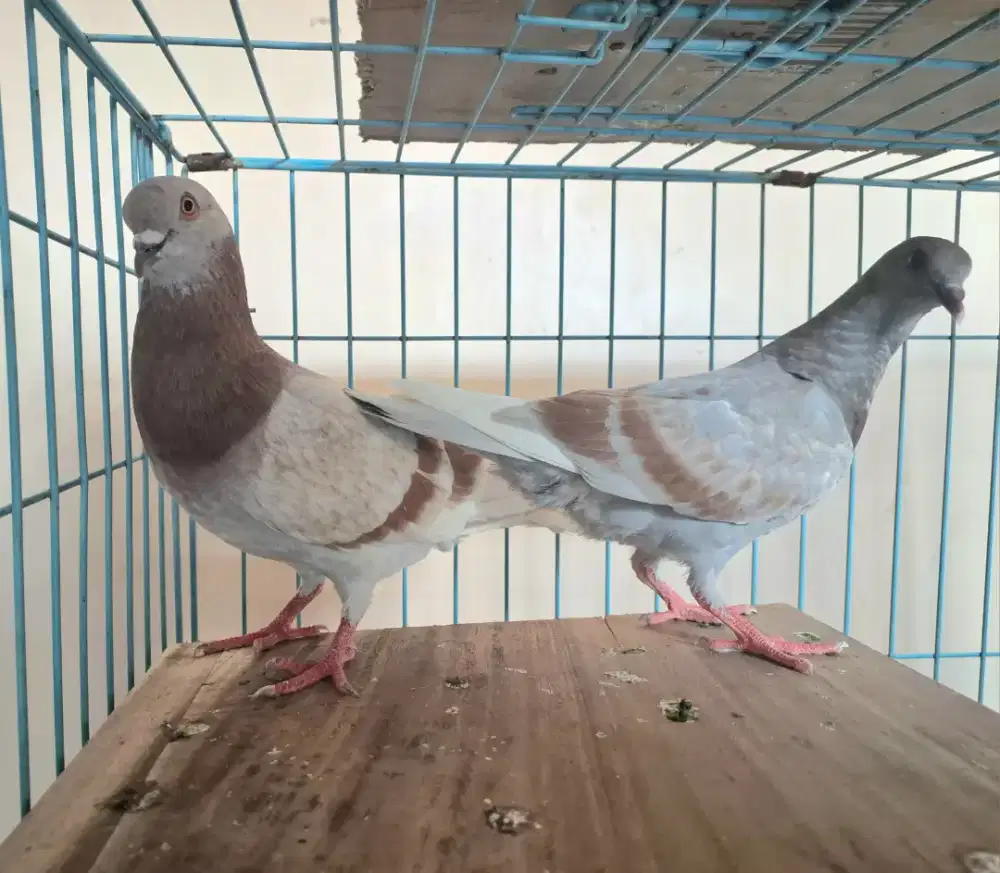 Merpati Balap/Kolong Remaja Sepasang