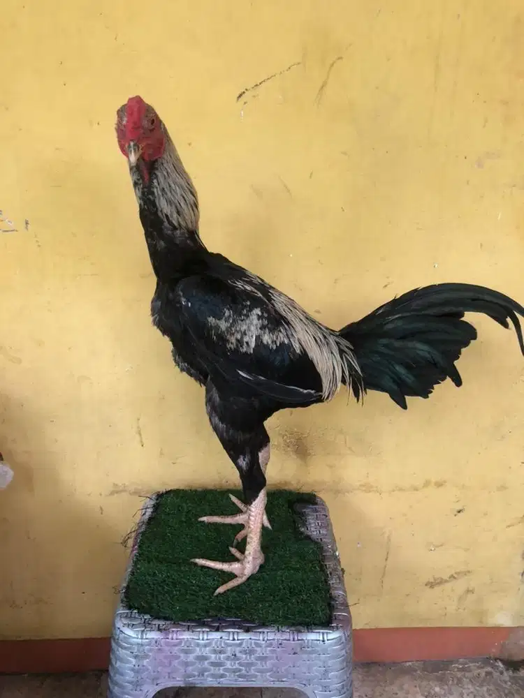 ayam bangkok x mangon