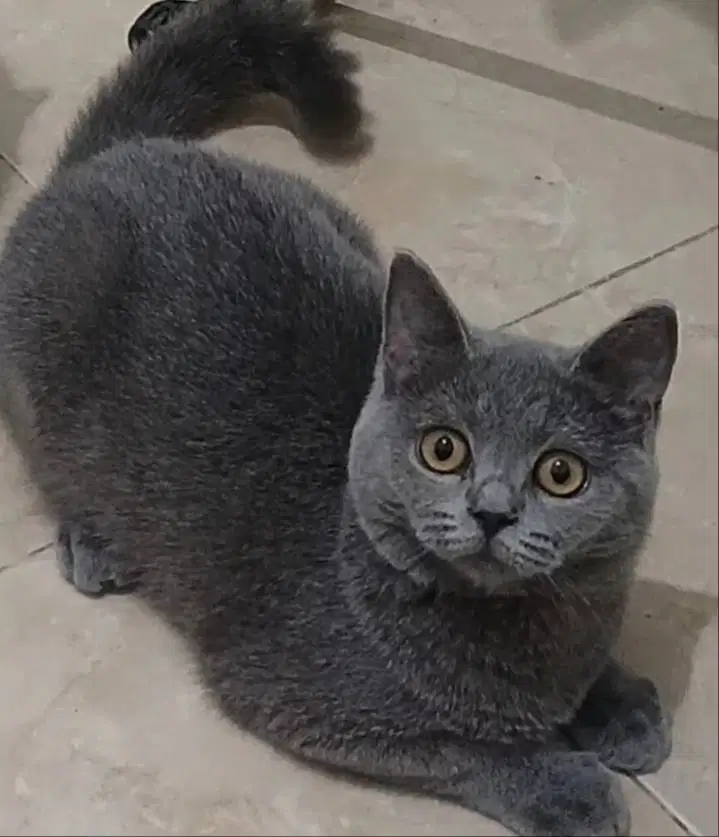 Kucing kitten British shorthair Jantan super gembul
