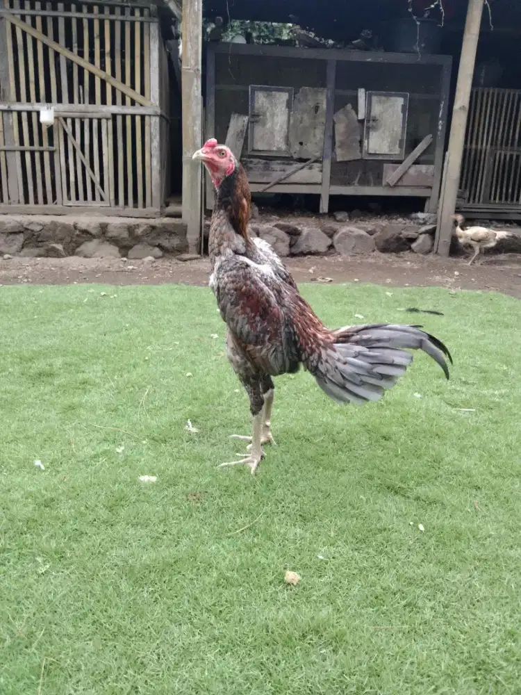 Ayam Bangkok khoytradngon