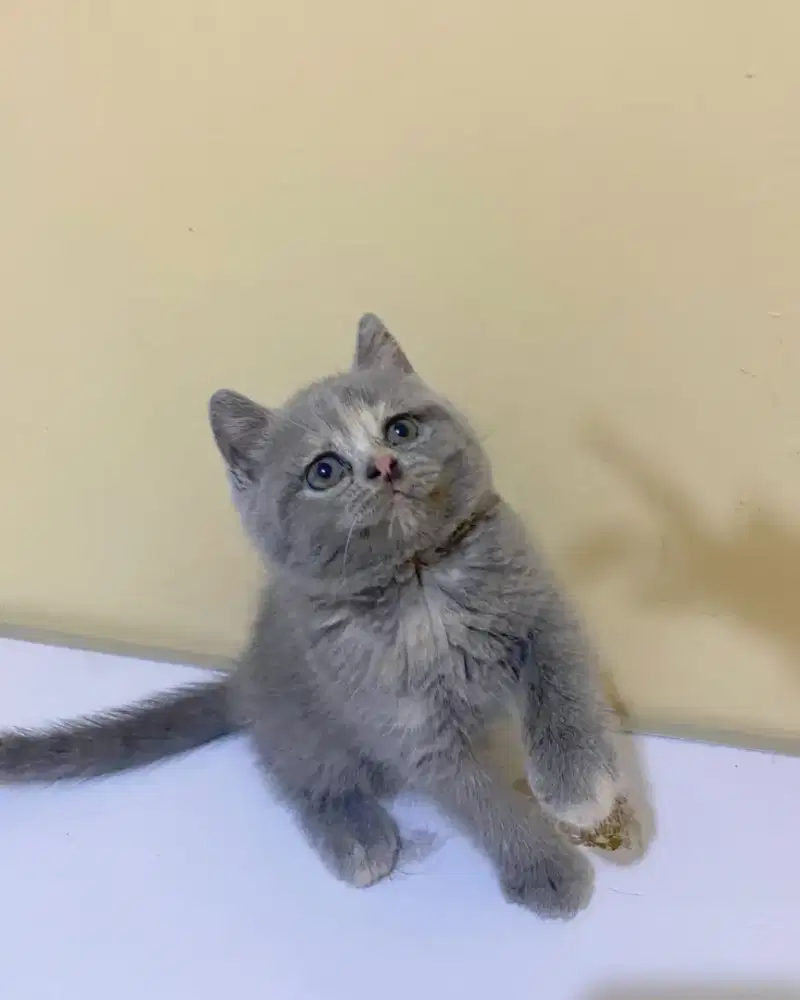 Kitten BSH blue tortie betina 2,5bulan