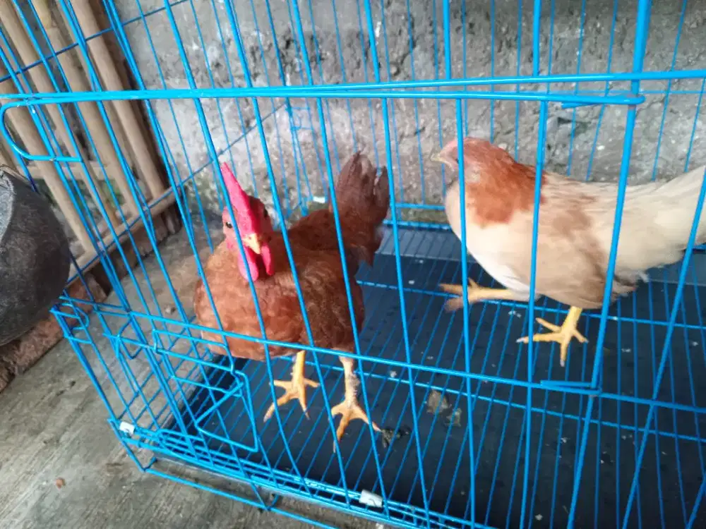 Sepasang ayam kate