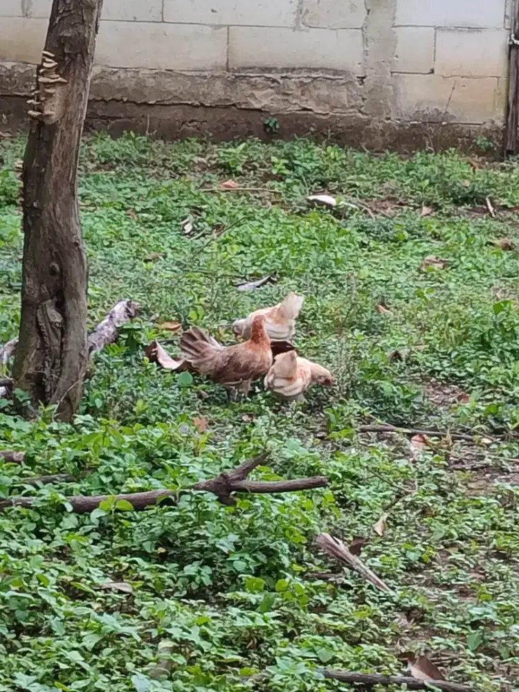 Anakkan Ayam Kate satuan