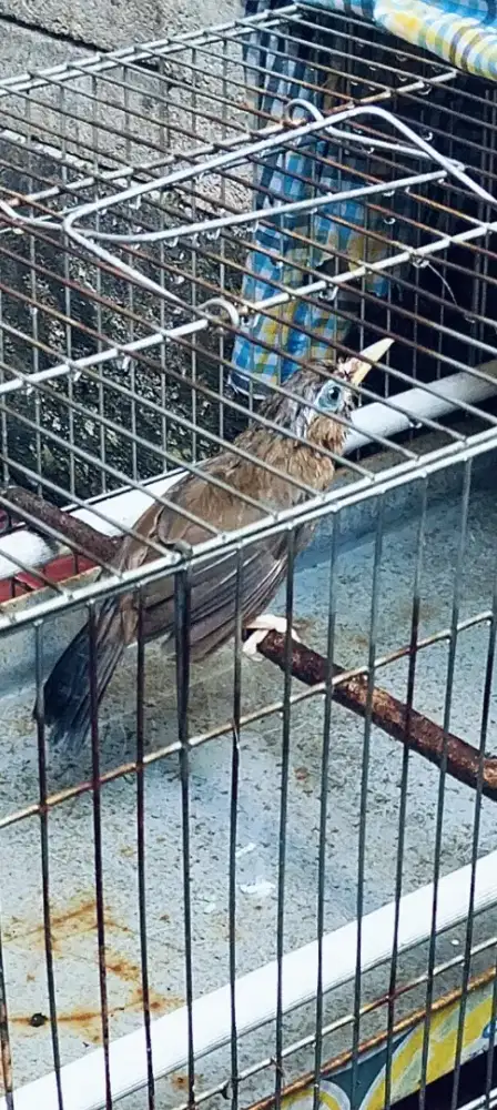 BORONGAN YA WAMBI JANTAN ,BLACK STROUT ,CIBLEK ,MURAI BETINA 8 EKOR