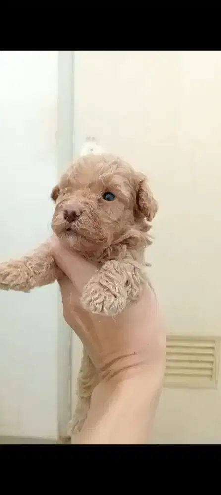 Tiny poodle jantan