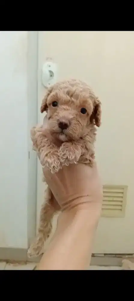 Tiny poodle jantan murmer