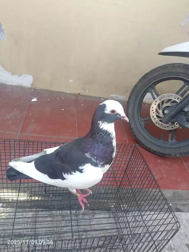 Burung dara blantong pasangan