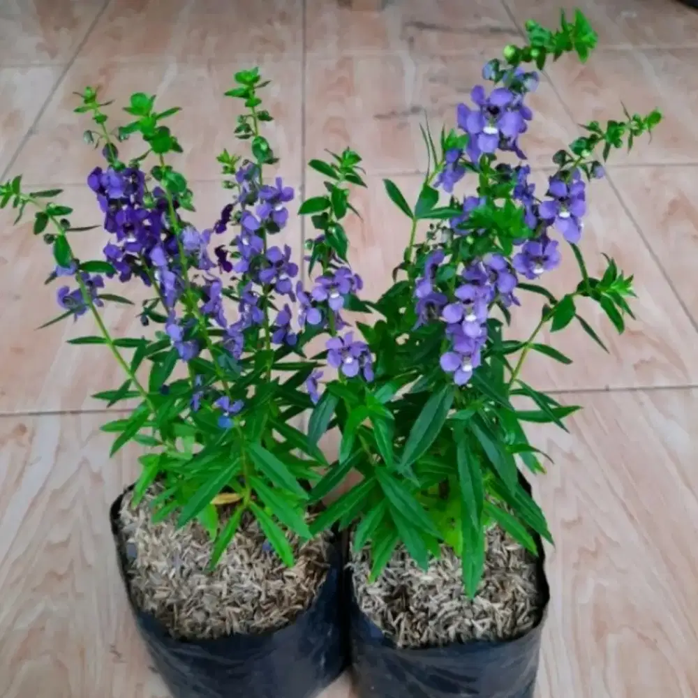 Bunga Lavender asli (Pengusir nyamuk)