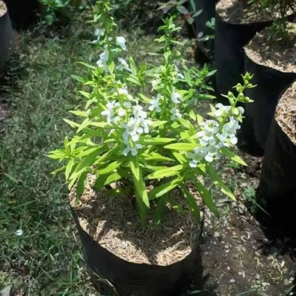 Bunga Lavender asli (Pengusir nyamuk)