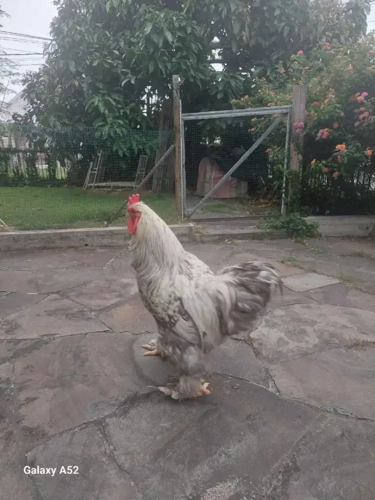 Ayam brahmana jantan