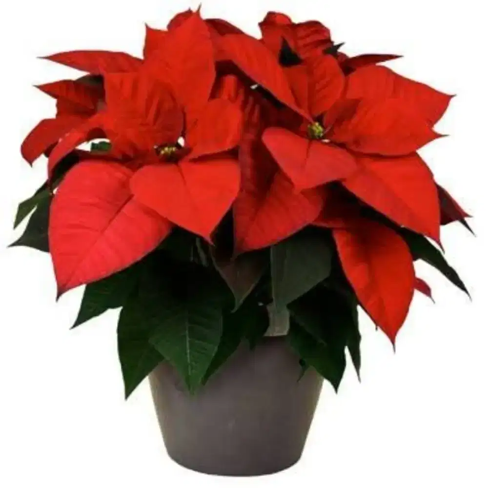 Bunga kastuba merah asli tanaman bukan palsu