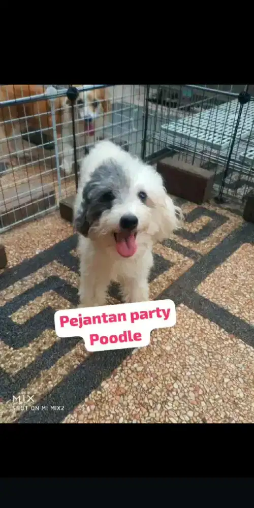Pejantan Party Poodle