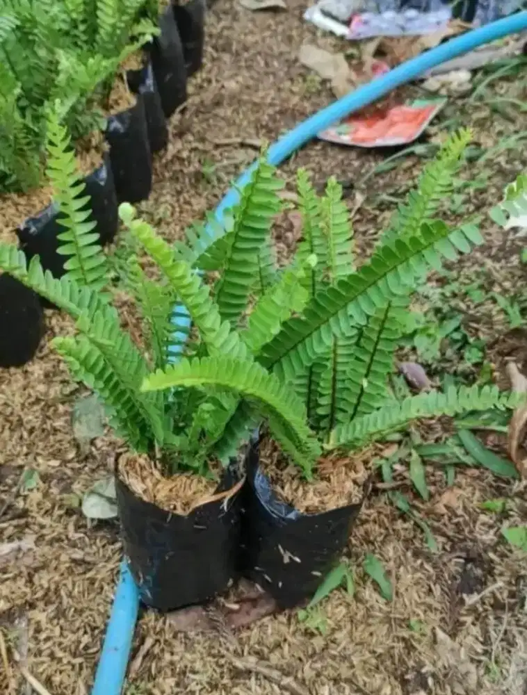 Pakis kelabang (seger-seger)